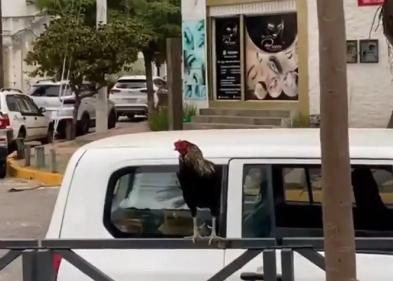 Gallo espera a su dueña (Diario El deber)