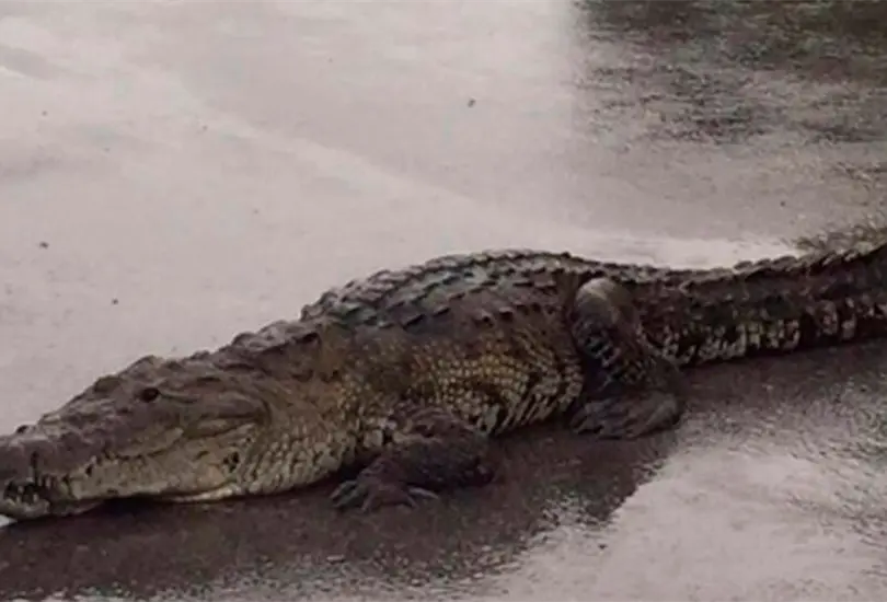 Cocodrilo ataca a vacacionistas en Puerto Vallarta Cr&eacute;ditos: Especial 