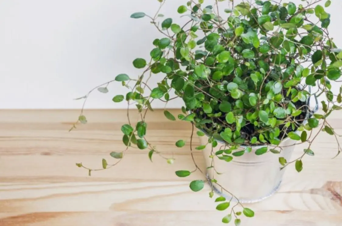 Según esta filosofía, hay plantas que optimizarán la calidad ambiental y atraerán la buena suerte. Te presentamos las mejores plantas para tu casa, según el Feng Shui.