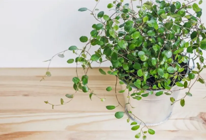 Según esta filosofía, hay plantas que optimizarán la calidad ambiental y atraerán la buena suerte. Te presentamos las mejores plantas para tu casa, según el Feng Shui. Según esta filosofía, hay plantas que optimizarán la calidad ambiental y atraerán la buena suerte. Te presentamos las mejores plantas para tu casa, según el Feng Shui.