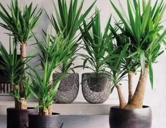 Esta planta es ideal para el exterior pues forma un cerco que repela las malas energías.