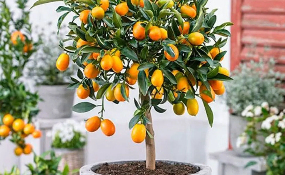 Sus frutos irradian una energía muy positiva, por lo que es ideal para ubicarla cerca de balcones.