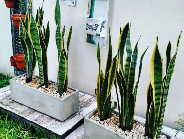 La forma de sus hojas aleja a los malos espíritus así como los chismes. Es ideal para poner fuera de la casa.