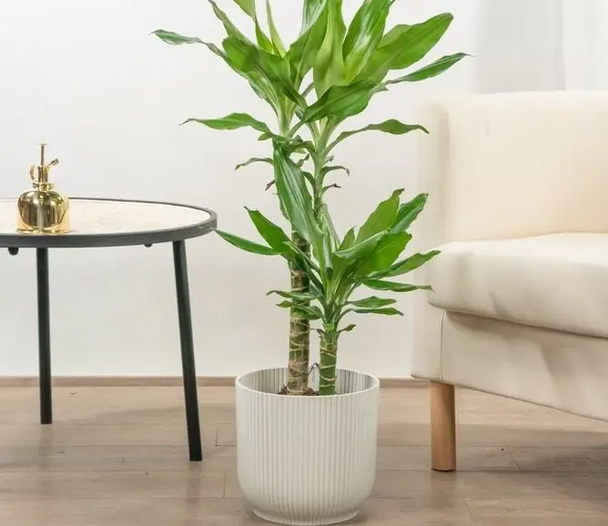 Esta planta atrae la buena fortuna, por lo que debe ubicarse al noreste de la casa para atraer dinero.