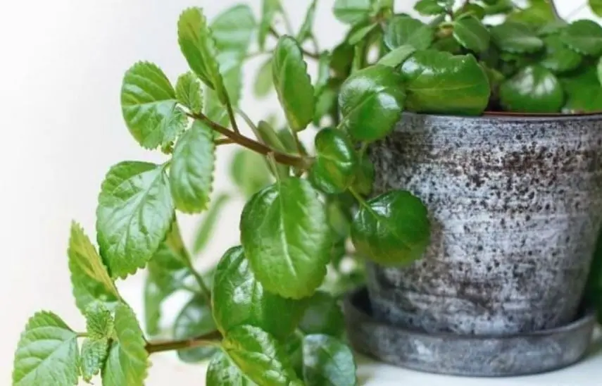 Atrae la energía del dinero al hogar por lo que debe estar en la entrada de la casa.
