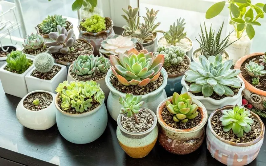 Suculentas