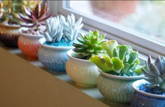 Irradian prosperidad, por lo que deben ponerse en terrazas o ventanas soleadas.