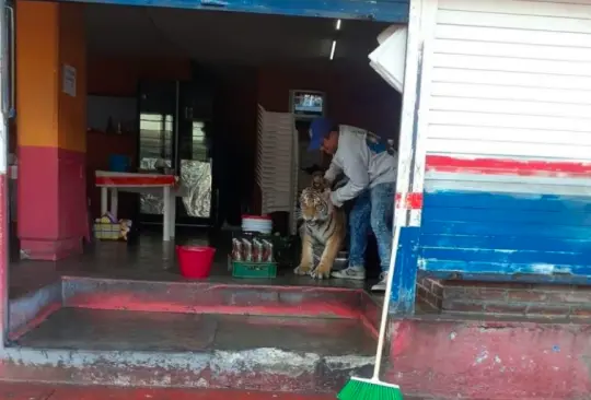 El tigre fue captado por los habitantes de Mixquiahuala, mientras caminaba por las calles del municipio Cr&eacute;ditos: Twitter 