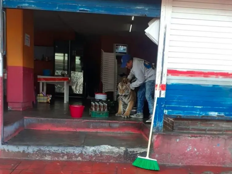 El tigre fue captado por los habitantes de Mixquiahuala, mientras caminaba por las calles del municipio Cr&eacute;ditos: Twitter 