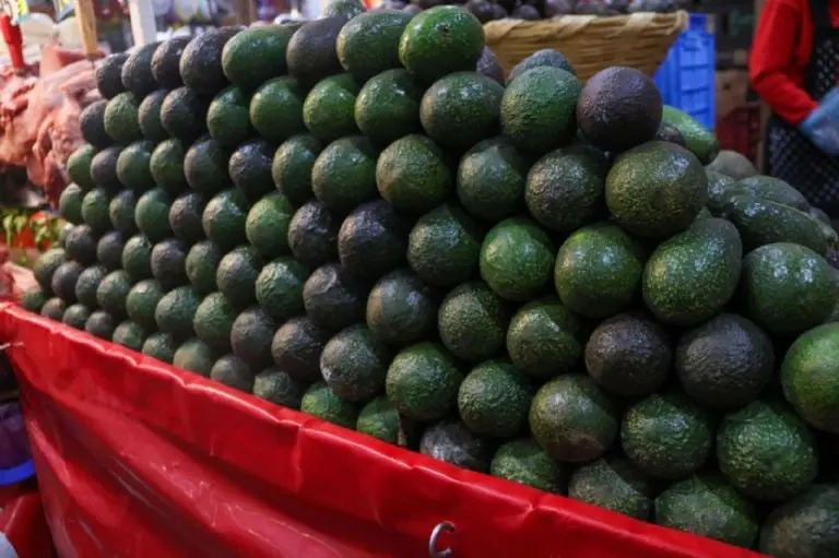 La inflación ha disparado el precio del aguacate. Foto: Cuartoscuro.