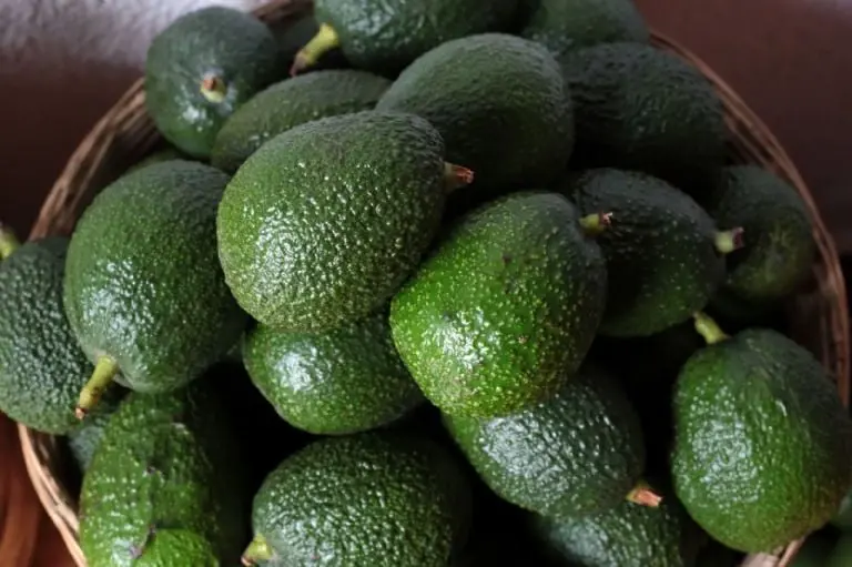 El aguacate supera los 100 pesos en algunos lugares. Foto: Cuartoscuro.