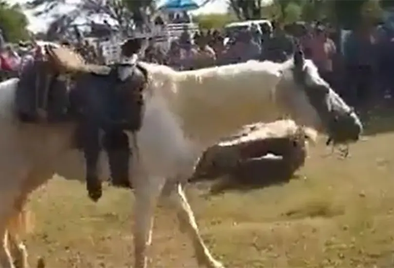 EL jinete muri&oacute; tras el choque de los caballos. 