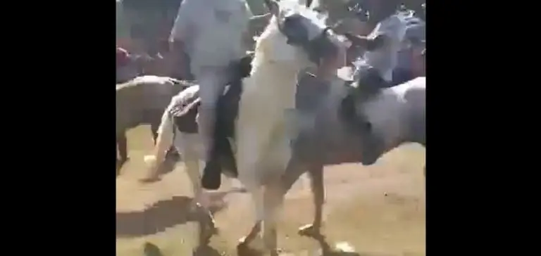 El momento del impacto de los caballos. Foto: captura de pantalla.