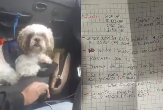 El dueño bajó del taxi supuestamente a sacar dinero de un banco y jamás regresó por su mascota 