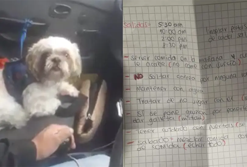 El dueño bajó del taxi supuestamente a sacar dinero de un banco y jamás regresó por su mascota El dueño bajó del taxi supuestamente a sacar dinero de un banco y jamás regresó por su mascota