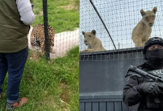 Los animales pertenec&iacute;an al refugio Black Jaguar-White Tiger