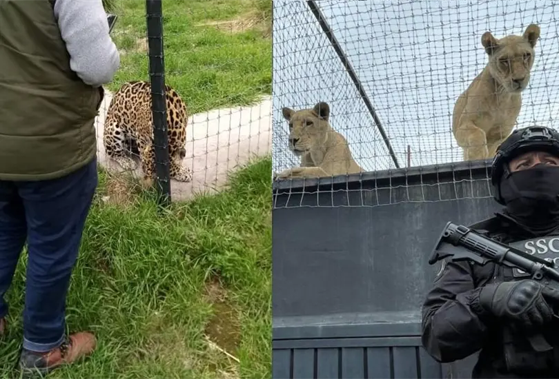 Los animales pertenec&iacute;an al refugio Black Jaguar-White Tiger