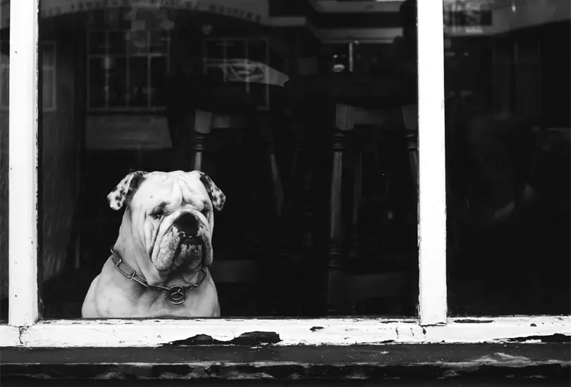 La famosa raza tiene serios problemas de salud por c&oacute;mo se ha dise&ntilde;ado su cuerpo