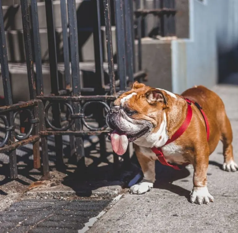 Los bulldog se caracterizan por su gran cabeza en proporción a su cuerpo, su hocico corto y sus pliegues en la piel. Foto: Pexels.