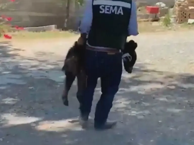 El osezno fue cargado del pellejo inconsciente por el personal de Profauna. Foto: Twitter.