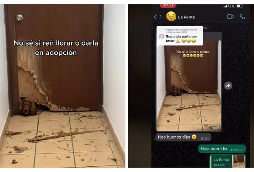 Perrita rompe una puerta