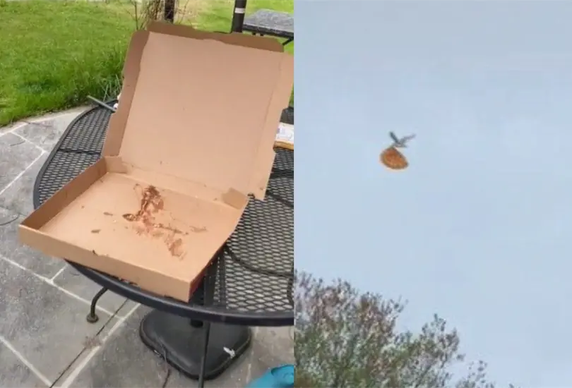 "Pesta&ntilde;aste": Gaviota le roba pizza a joven y sale volando con ella en el pico | VIDEO