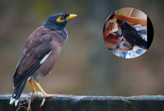 Un pájaro se hizo viral en Twitter por su curiosa formar de ganar dinero y la gran cantidad de dinero que ha acumulado en el cajón de su dueño