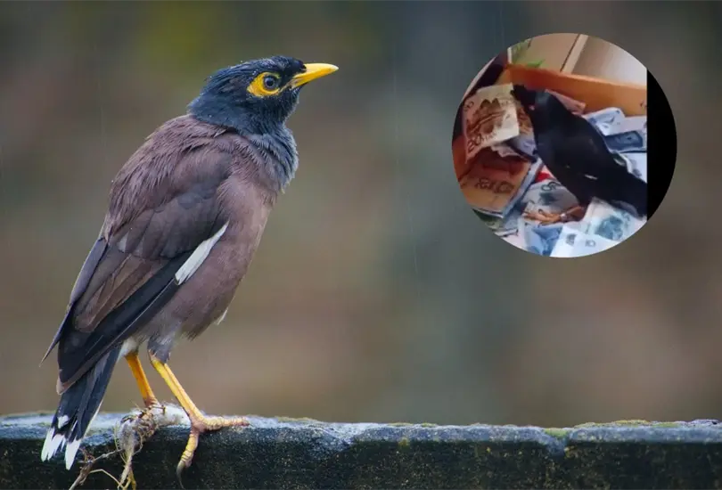 Un p&aacute;jaro se hizo viral en Twitter por su curiosa formar de ganar dinero y la gran cantidad de dinero que ha acumulado en el caj&oacute;n de su due&ntilde;o