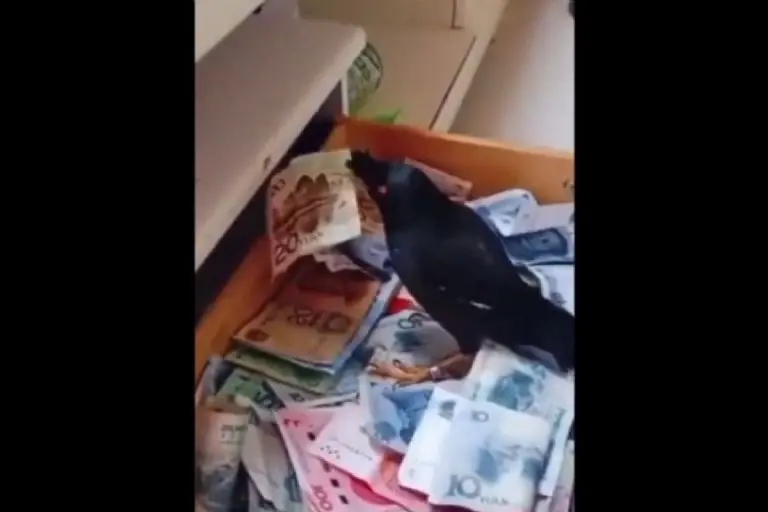 Pájaro roba billetes en China - Tomada de video