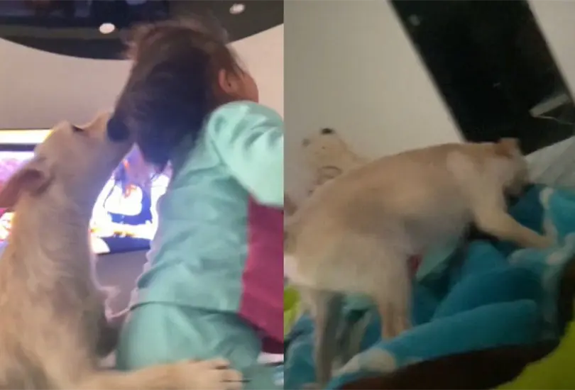 La usuaria Yareli M&eacute;ndez public&oacute; el video burl&aacute;ndose de su sobrina mientras un perrito le mord&iacute;a la cabeza