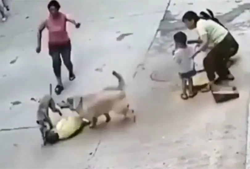 Al darse de que su due&ntilde;o estaba siendo atacado por un perro callejero, el lomito se lanz&oacute; para defenderlo sin perder ni un solo segundo