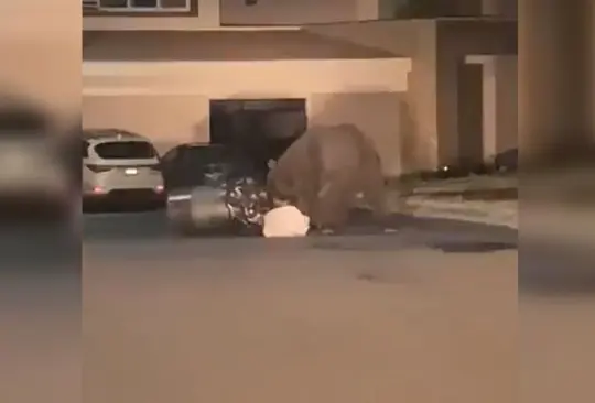 El oso negro fue captado frente a una casa en Monterrey. El oso negro fue captado frente a una casa en Monterrey.