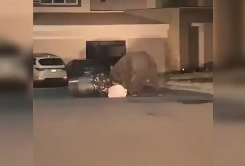 El oso negro fue captado frente a una casa en Monterrey. 