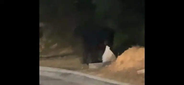 El oso negro se llevó la bolsa con el hocico. Foto: captura de pantalla.