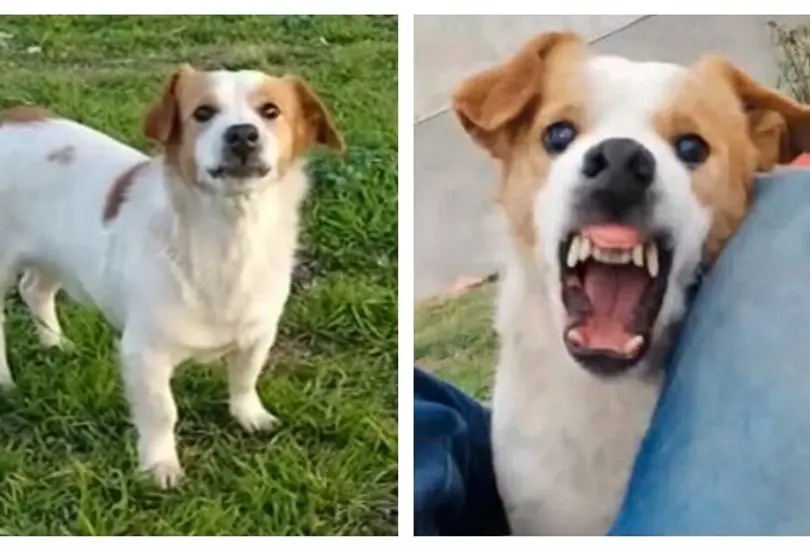 Perrito odia la canci&oacute;n Mi bebito fiu fiu