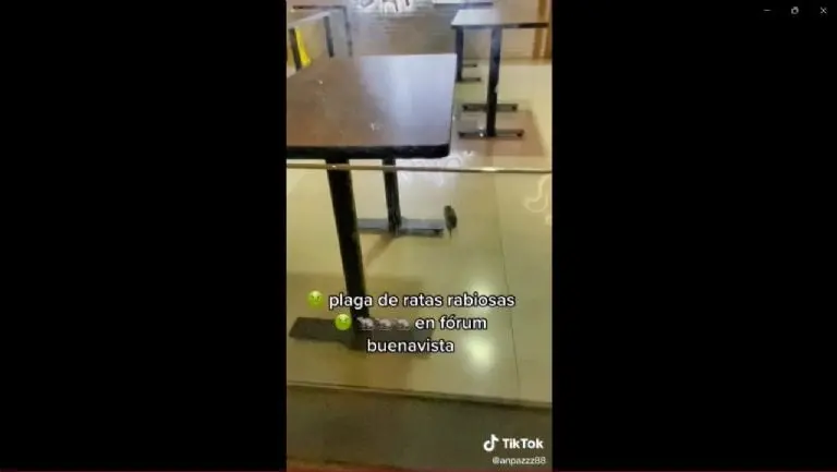 Captan a ratas paseándose en restaurante de Fórum Buenavista - Tomada de video