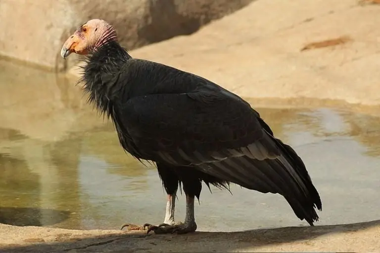 El Cóndor californiano vive en el norte de Arizona y el sur de Utah (incluyendo la zona del gran Cañón y el parque nacional Zion), en las montañas costeras del centro y sur de California y en el norte de Baja California. Foto: Wikimedia.