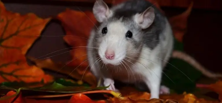 El ratón de los dientes no le dejó dinero a la niña. Foto: especial.