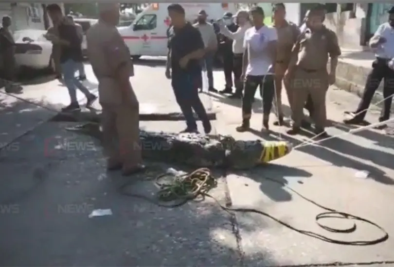 El cocodrilo fue visto en la Laguna del Carpintero en Tampico, Tamaulipas, arrastrando el cad&aacute;ver de un hombre con su boca