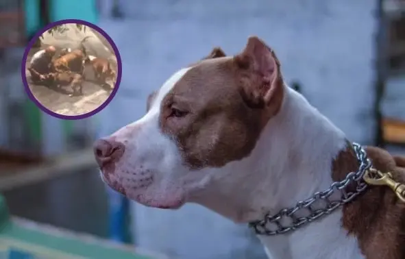 Perros pitbull atacan a otro can y su due&ntilde;o en la CDMX Cr&eacute;ditos: Pixabay/ Especial 