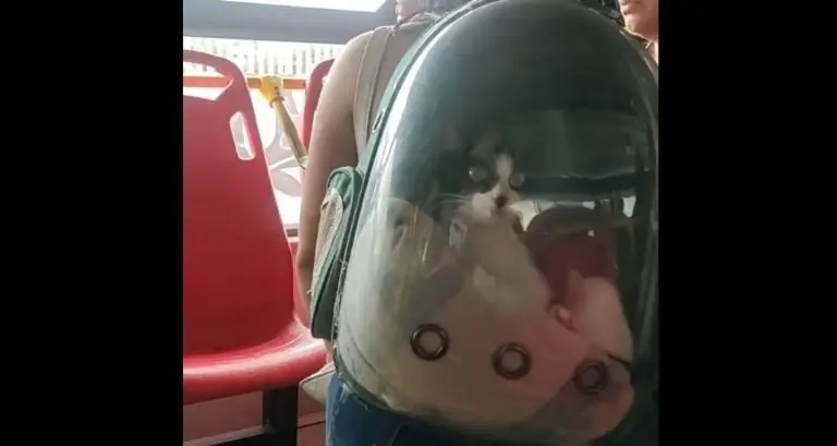 Una de las mujeres llevaba un gato. Foto: especial.