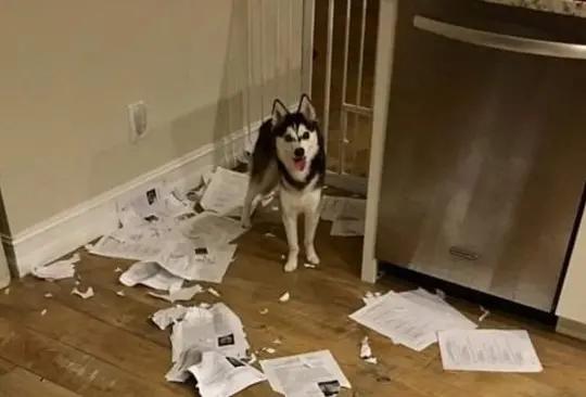 Perro de profesor se come las tareas de sus alumnos