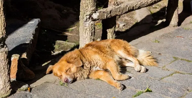 El perrito tenía nueve meses. Imagen ilustrativa. Foto: especial.