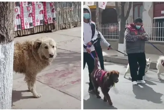 Perrito se entristece al ver desfile de mascotas