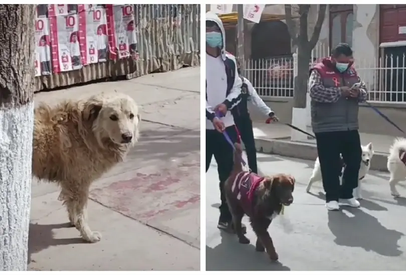 Perrito se entristece al ver desfile de mascotas