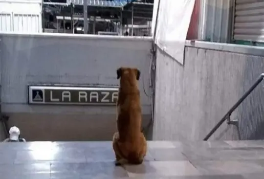 Este perrito aún guarda esperanzas a de ver a su ama muerta