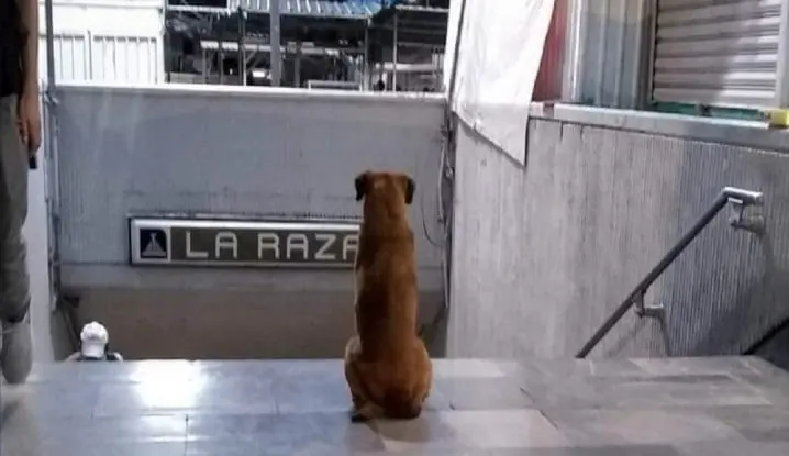 Este perrito a&uacute;n guarda esperanzas a de ver a su ama muerta