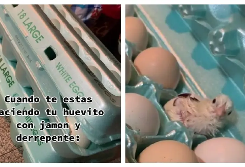 Mujer encuentra un pollito en la caja de huevos Mujer encuentra un pollito en la caja de huevos