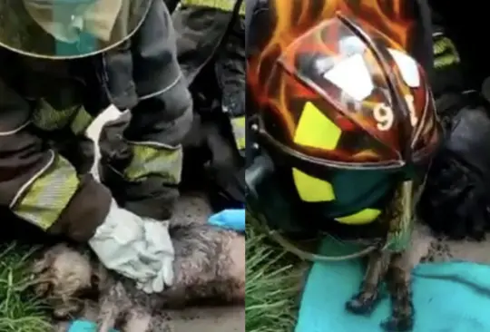 Los bomberos lograron sofocar el fuego y renimar al animal que se intoxicó Créditos: Captura de pantalla 