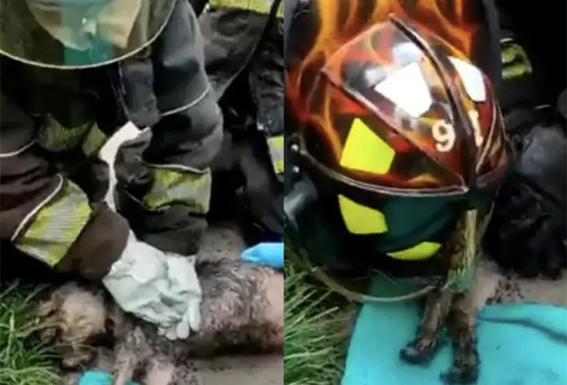 Los bomberos lograron sofocar el fuego y renimar al animal que se intoxicó Créditos: Captura de pantalla Los bomberos lograron sofocar el fuego y renimar al animal que se intoxicó Créditos: Captura de pantalla